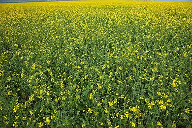 最快关服传说 日本在线麻将《姬雀鬼》开服当天宣布关服