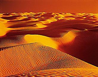 羡慕帕鲁给人打工？在这里给你打工的比它更猛